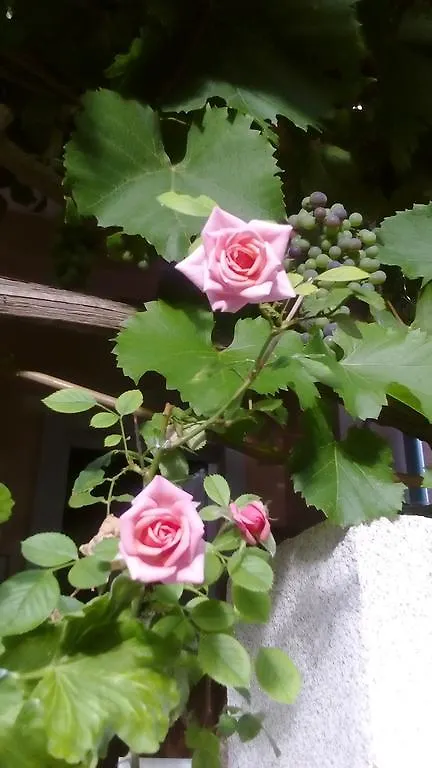Apartment Yelena Rose West Zadar